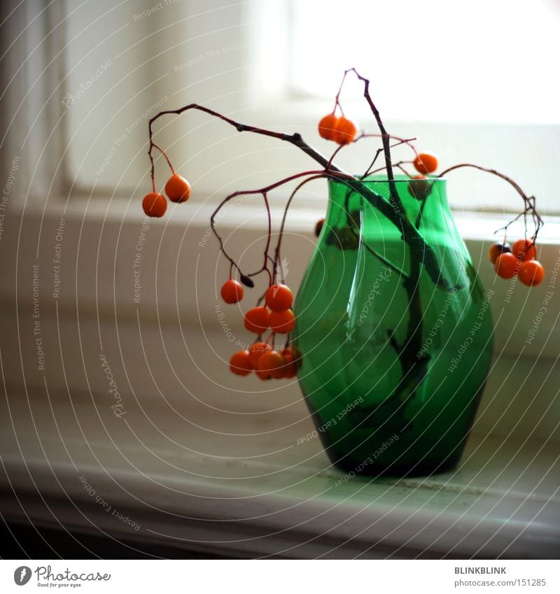 komplementär Vase Fensterbrett Vogelbeeren Winter Stillleben grün orange rund Kugel Zweig Reflexion & Spiegelung Glas Dekoration & Verzierung Vergänglichkeit