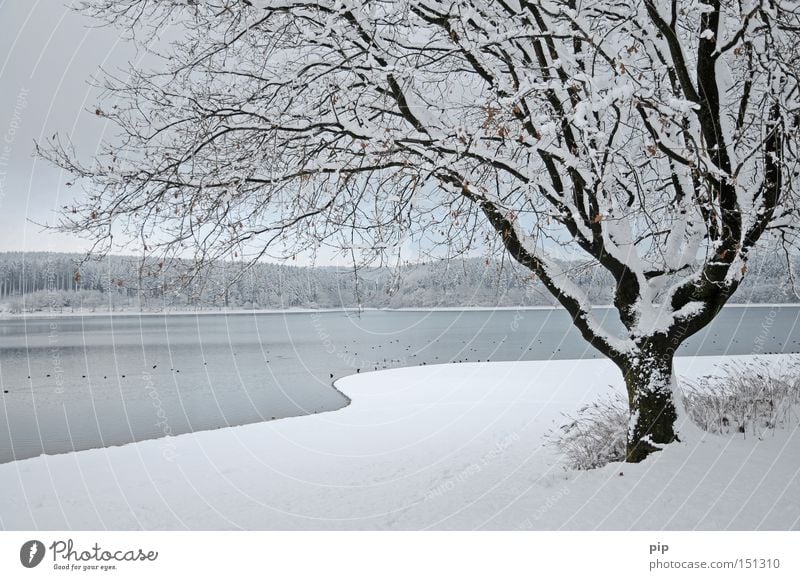 winterschlaf See Wasser Seeufer Wald Baum Winter Schnee Eis kalt Frost dunkel Schatten ruhig Einsamkeit Natur Ast