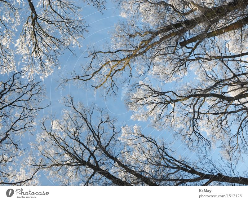 Frostiger Ausblick von Unten Natur Pflanze Himmel Wolkenloser Himmel Schönes Wetter Eis Schnee Baum Umwelt Raureif kalt blau weiß Winter Jahreszeiten gefroren