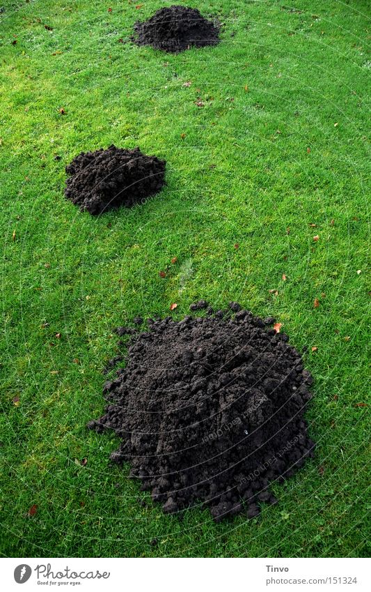 Scherhaufen 3 Erde Wiese grün Haufen Maulwurf Rasen Sand Erdhaufen Maulwurfshügel unterirdische Gänge