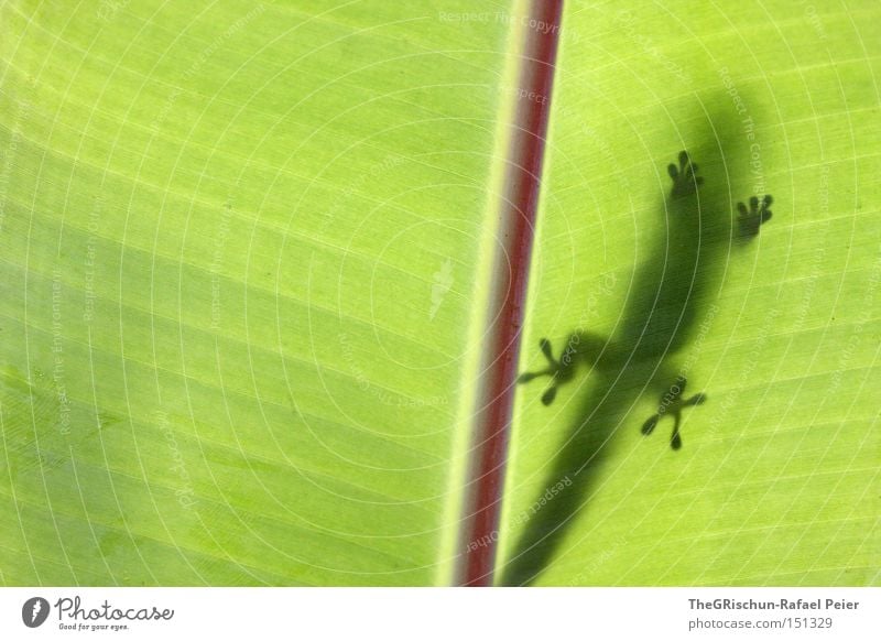 Kein gutes Versteck Gecko Blatt grün Hawaii Schatten Tierfuß Beleuchtung Schwanz Beine Finger krabbeln Echte Eidechsen Echsen