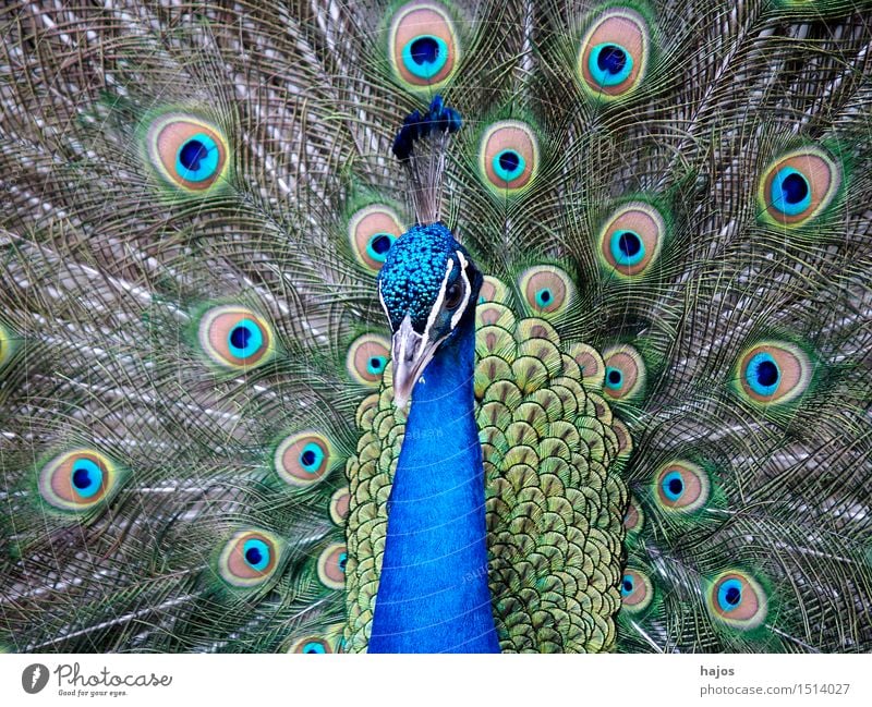 Pfau schlägt Rad Natur Tier Vogel Flügel 1 Brunft Pfauenfeder schlagen prächtig mehrfarbig Farbfoto Außenaufnahme Menschenleer Tag