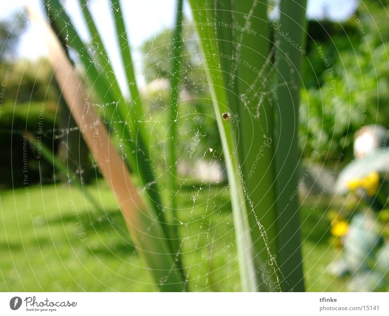 arachnofaunikum Spinnennetz Makroaufnahme Netz