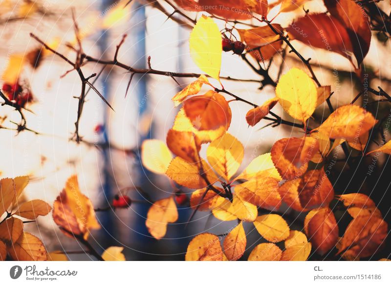 herbstblätter Umwelt Natur Sonnenlicht Herbst Schönes Wetter Pflanze Baum Sträucher Blatt Dorn Dornenbusch Park Wald braun gelb herbstlich Herbstwald
