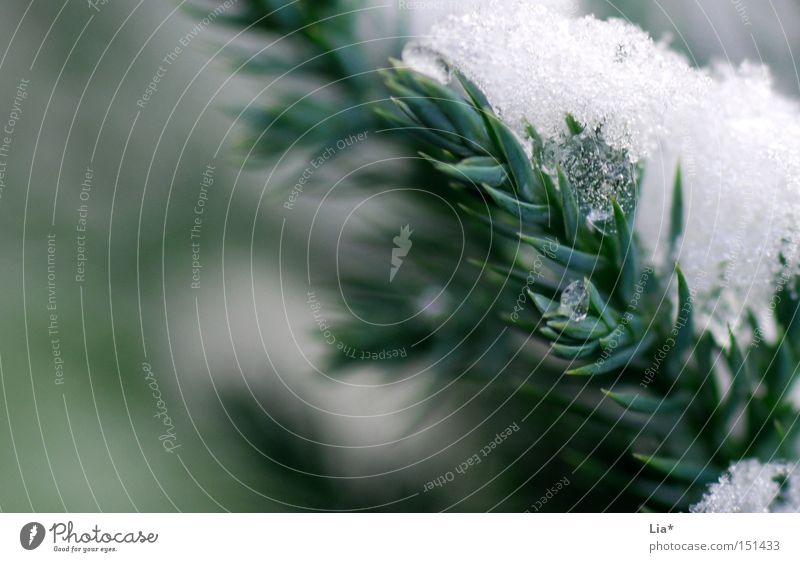bitterkalt Nahaufnahme Makroaufnahme Unschärfe Winter Schnee Eis Frost grün weiß Tanne Zweig Gewicht gefroren