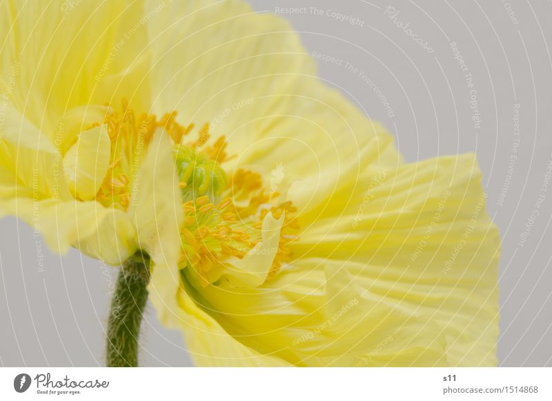 Gelber Mohn II Pflanze Frühling Blume Blüte Blühend Duft leuchten dünn elegant Fröhlichkeit schön gelb gold Freude Glück Frühlingsgefühle Warmherzigkeit