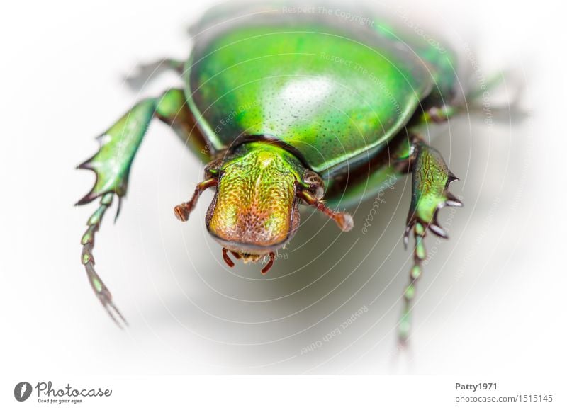 Rosenkäfer Käfer 1 Tier krabbeln glänzend grün bizarr Natur schillernd schimmern Farbfoto Makroaufnahme Porträt
