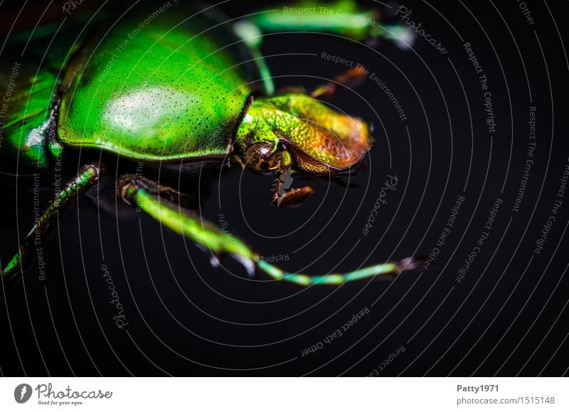 Rosenkäfer Käfer Protaetia aeruginosa 1 Tier krabbeln glänzend grün bizarr Natur schillernd schimmern Farbfoto Makroaufnahme Tierporträt