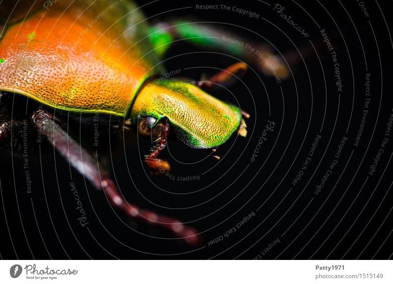 Rosenkäfer Käfer 1 Tier krabbeln glänzend gelb orange bizarr Natur schillernd schimmern Farbfoto Makroaufnahme Tierporträt