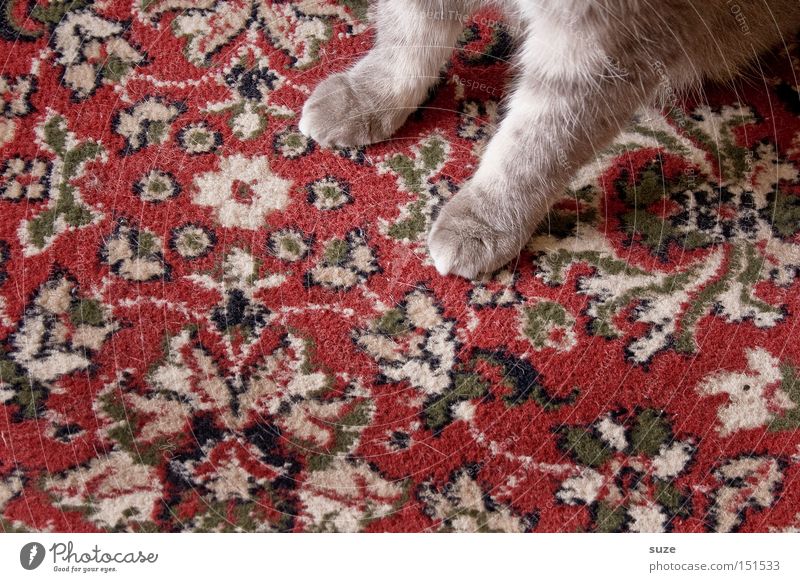 Oma´s Liebling Teppich Stoff Fell Tier Haustier Katze Pfote 1 Kitsch Krimskrams Souvenir Sammlerstück Ornament sitzen warten alt kuschlig mehrfarbig grau