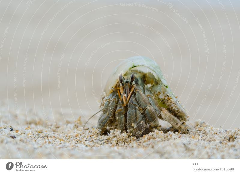 Crab II Tier Tiergesicht Krebstier Stielauge Fühler Beine Schere Schneckenhaus 1 Geschwindigkeit braun grün Auge beobachten genießen achtsam Wachsamkeit