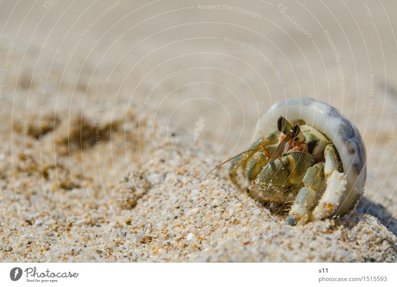 Another Crab Tier Wildtier Krebstier Stielauge Fühler Krustentier Tiergesicht Beine Muschelschale 1 lustig klug braun grün Auge beobachten genießen Wachsamkeit