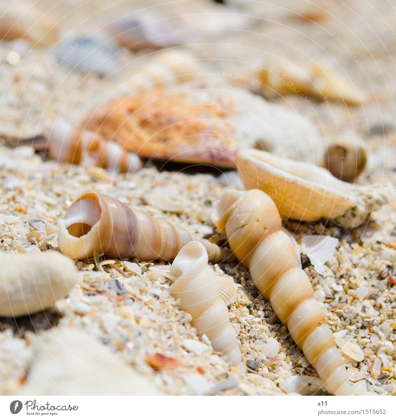 angeschwemmt Natur Erde Sand Sommer Strand Muschel einzigartig schön Ferien & Urlaub & Reisen Meer Suche finden Sammlung Wärme Schneckenhaus Wasserschnecken