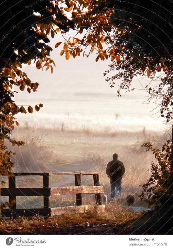 Spaziergang Leben wandern Spazierweg Mann Erwachsene Natur Sonnenaufgang Sonnenuntergang Herbst Schönes Wetter Nebel Blatt Wiese Feld Hund braun gelb Sorge