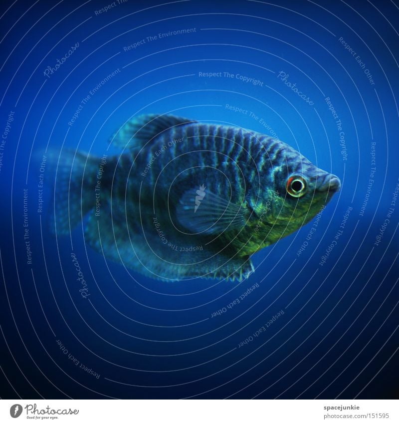Fisch Meer Wasser blau Unterwasseraufnahme See Tiefsee Aquarium tauchen Auge Flosse Kopfschuppe Schnauze Freude