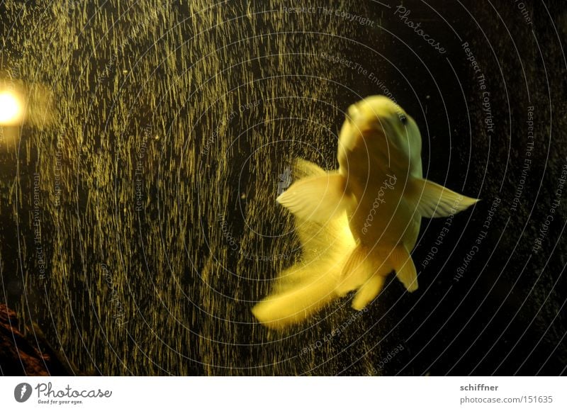 Sprudelflug I Fisch Karpfen Koi Aquarium Luftblase sprudelnd Vorhang Wasser Flosse fliegen Schweben Schwerelosigkeit Unschärfe Edelfisch Luftverkehr
