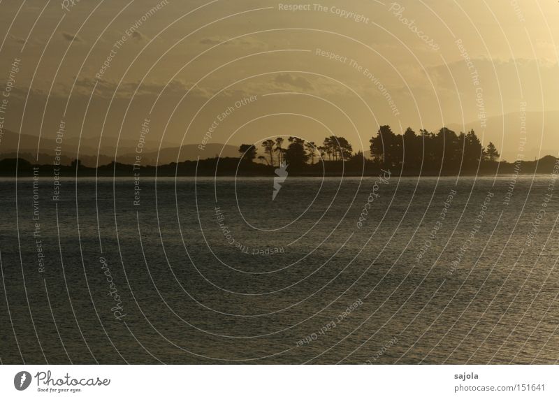 es war ja alles nur ein traum Meer Landschaft Wasser Horizont Nebel Baum Traurigkeit weich Stimmung Frieden Abenddämmerung Sonnenuntergang Neuseeland Dunst