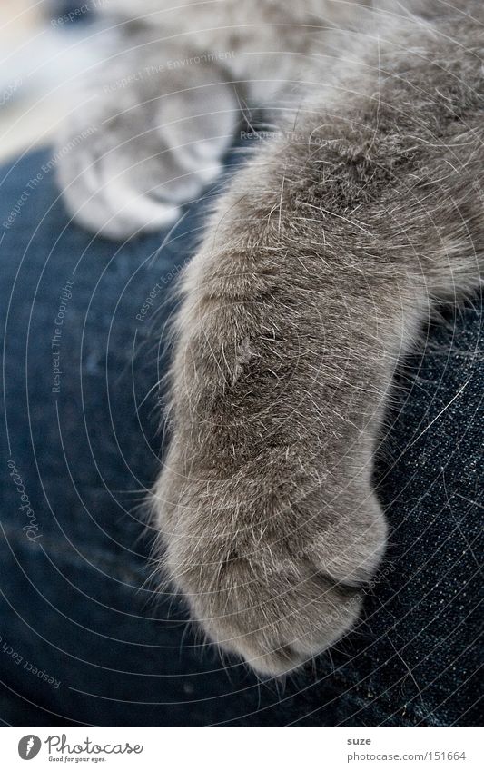 Liebe Miez Hose Jeanshose Fell grauhaarig Haustier Katze Pfote liegen kuschlig weich Geborgenheit Warmherzigkeit Sympathie Freundschaft Zusammensein Tierliebe
