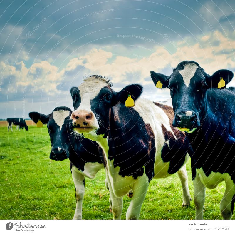 Kühe auf dem Feld Natur - ein lizenzfreies Stock Foto von ...