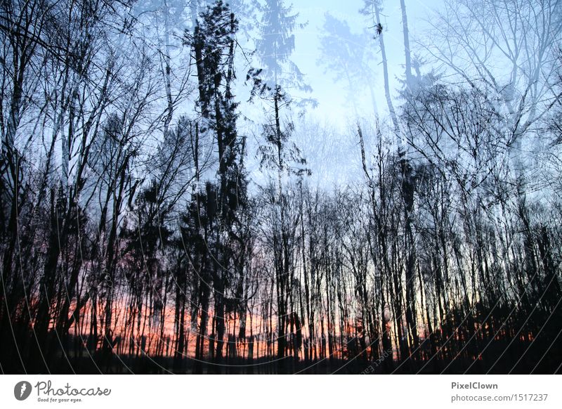 Sonnenuntergang im Wald Erholung ruhig Meditation Ferien & Urlaub & Reisen Tourismus Ausflug wandern Landwirtschaft Forstwirtschaft Umwelt Natur Sonnenaufgang