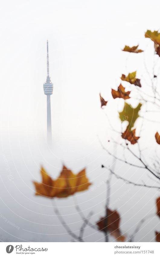 Benztown im Herbst Fernsehturm Stuttgart Baden-Württemberg Turm Radio Aussicht Nebel Blatt Sendemast Wahrzeichen Denkmal Südwestfunk