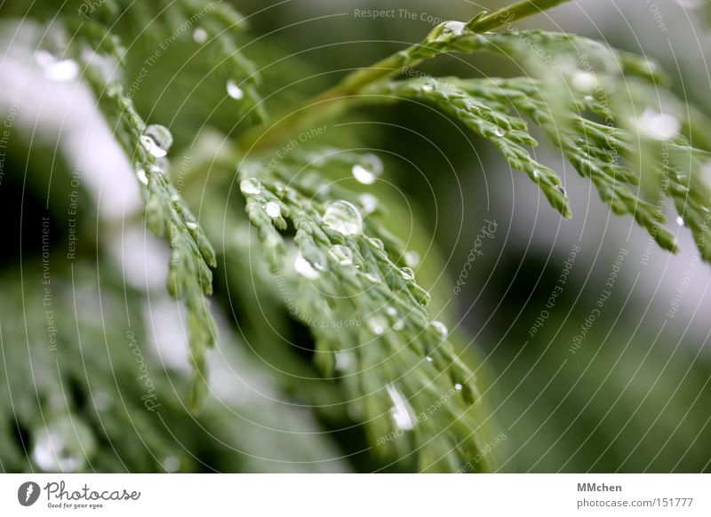 Eisig Wassertropfen Tropfen Winter Tauwetter fest Flüssigkeit Wetter grün Park