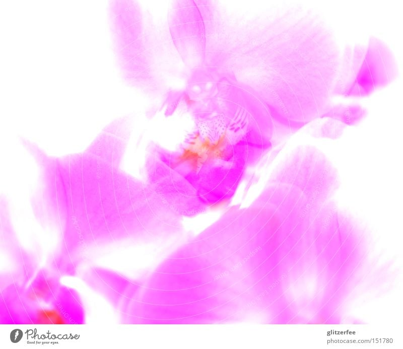 light orchid Orchidee Blume rosa Blüte mädchenhaft Topfpflanze Asien Pflanze Botanik Kelchblatt Überbelichtung schön phalaenopsis clean mehrfarbig