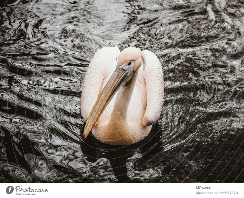pelikan Tier Vogel 1 ästhetisch Pelikan Im Wasser treiben rosa Schnabel Feder elegant Zoo exotisch Wellen Farbfoto Außenaufnahme Tag Tierporträt