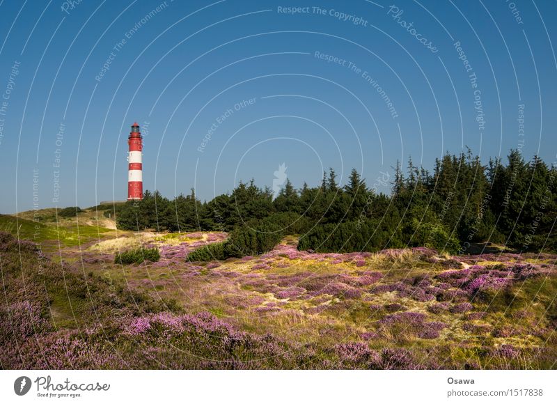 Amrum / Leuchtturm Insel Nordsee Nordseeinsel Düne Stranddüne Heide Baum Textfreiraum oben Himmel Wolkenloser Himmel blau Sonne Sommer Ferien & Urlaub & Reisen