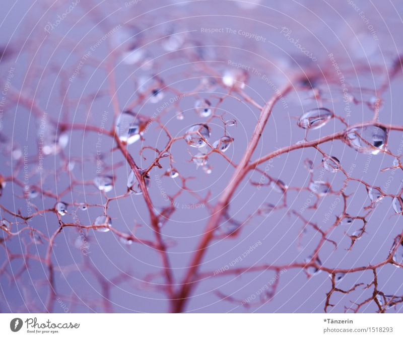 mehr Glitzer! Natur Pflanze Urelemente Wassertropfen Winter Regen Blatt ästhetisch außergewöhnlich Fröhlichkeit frisch glänzend schön nass natürlich blau rosa