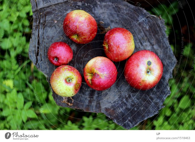 Äpfel auf einem Baumstamm 1 Lebensmittel Frucht Apfel Ernährung Essen Picknick Bioprodukte Vegetarische Ernährung Diät Fasten Lifestyle Freude Gesundheit