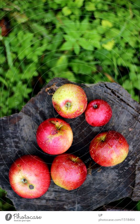 Äpfel auf einem Baumstamm Lebensmittel Frucht Apfel Ernährung Picknick Bioprodukte Vegetarische Ernährung Diät Fasten Lifestyle kaufen Freude Gesundheit Fitness
