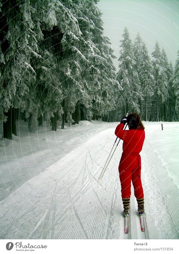 Ein Männlein steht im Walde.. fahren Schnee Skilanglauf Loipe Baum Tanne Sport Arbeitsanzug rot Schneeanzug Skier Stock Stulpe Winter Freude Spielen