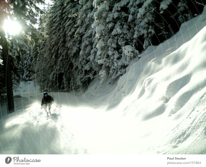 winterzauber Sonne Winter Schnee Sport Wintersport Skifahren Baum Wald Wege & Pfade Schwung Skihose Berg Planai Neuschnee Wintersonne Österreich hochwurzen