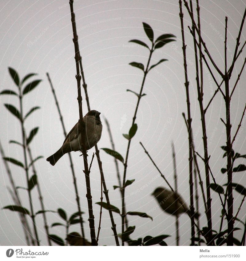 Spatzenwinter Umwelt Natur Sträucher Zweige u. Äste Tier Vogel 2 natürlich trist grau trüb Farbfoto Außenaufnahme Tag