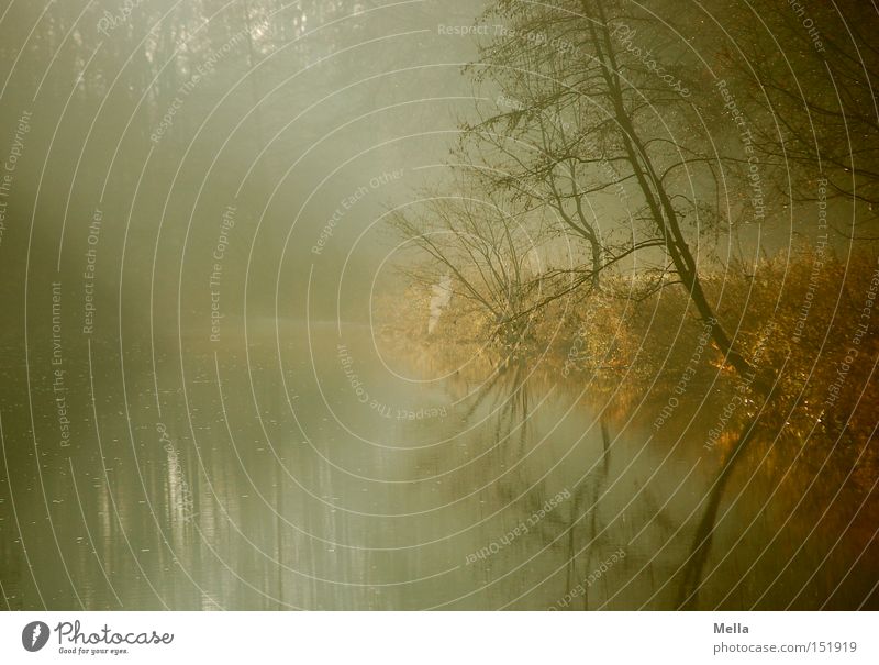 300! - Die Morgendämmerung Umwelt Natur Landschaft Wasser Nebel Baum Sträucher Seeufer Flussufer natürlich ruhig Farbfoto Außenaufnahme Menschenleer