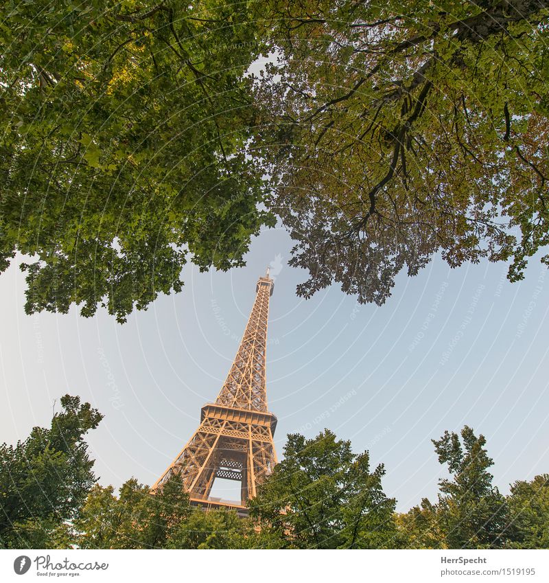 Ein Männlein steht im Walde... Wolkenloser Himmel Sommer Schönes Wetter Baum Park Paris Hauptstadt Sehenswürdigkeit Wahrzeichen Tour d'Eiffel Bekanntheit