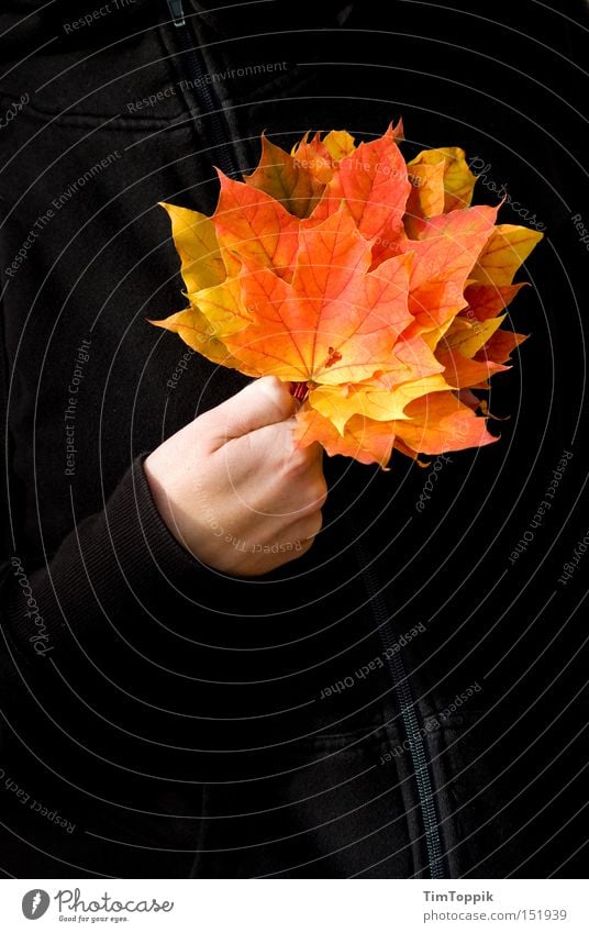 Gutes Blatt Herbst Jahreszeiten Laubbaum Baum Jacke Reißverschluss Spielkarte Kartenspiel Poker gelb orange vergilbt herbstlich Vergänglichkeit