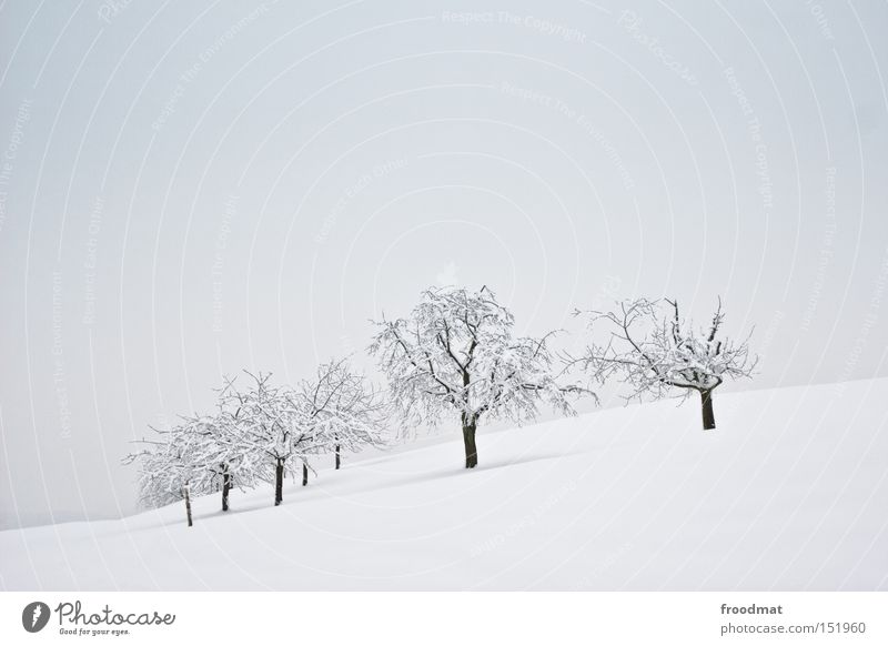 11111 1 1 Winter Schnee sehr wenige Baum Berge u. Gebirge Schweiz kalt weiß grau ruhig kahl trist