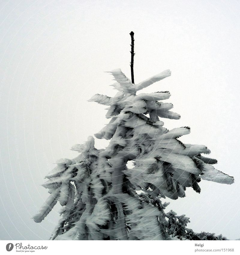 steife Brise... Baum Tanne Zweig Schnee kalt Sturm gefroren Eis Spitze Zacken Winter bizarr Strukturen & Formen grün weiß Natur Helgi Tannennadel