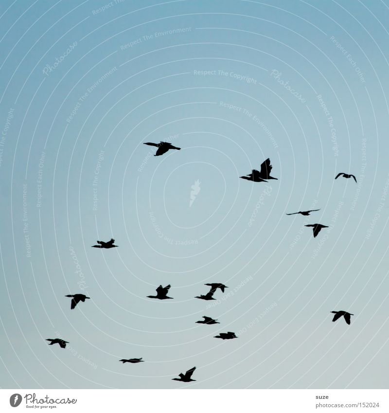 Kormorane Umwelt Natur Luft Himmel Wolkenloser Himmel Klima Wildtier Vogel Schwarm fliegen authentisch Unendlichkeit verrückt wild blau Fernweh Bewegung
