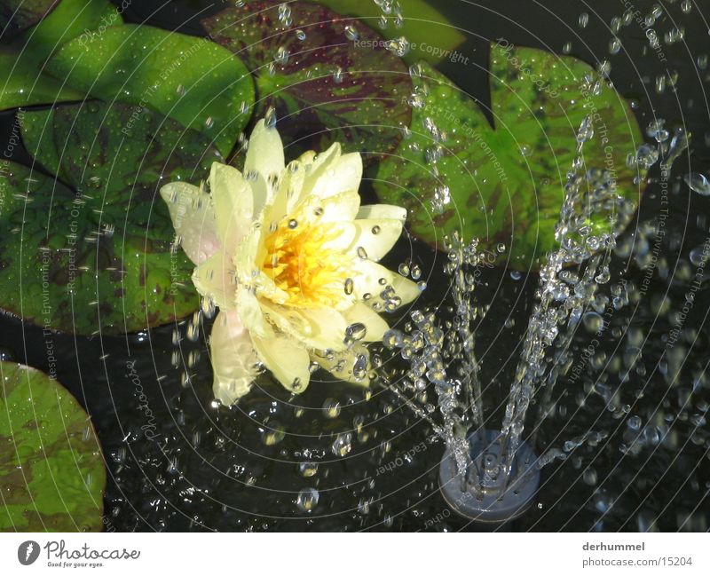 Blümchen im Kunstregen Blume Wassertropfen Teich Blatt gelb