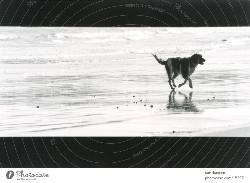 hund1 England Meer Strand Hund Schwarzweißfoto rennen