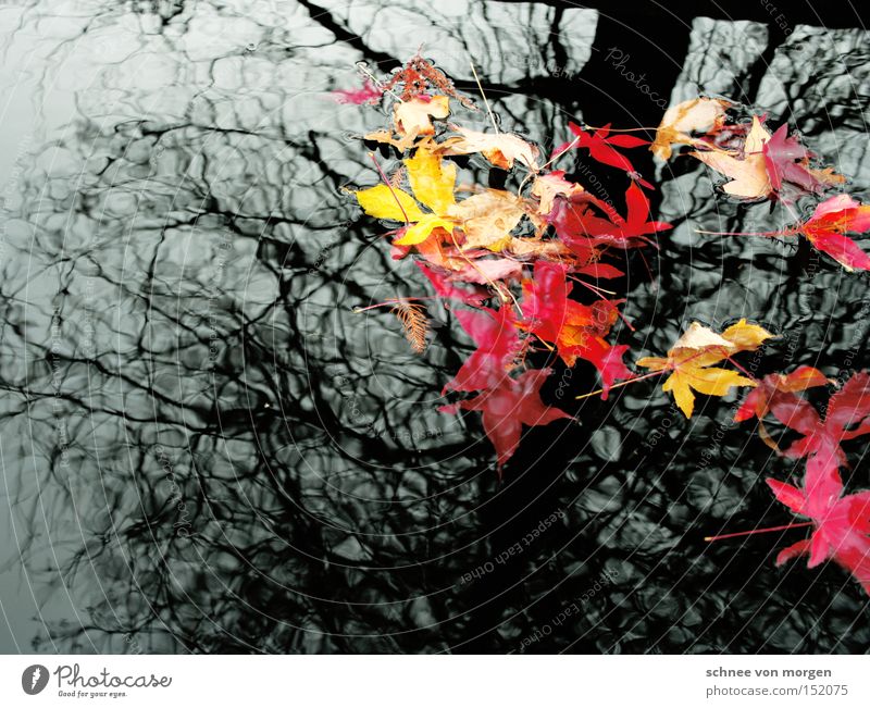 tiefen erkennbar Baum Wasser See Blatt rot gelb Herbstwetter herbstlich Herbstwind Reflexion & Spiegelung grau weiß Landschaft Natur Reflexion u. Spiegelung