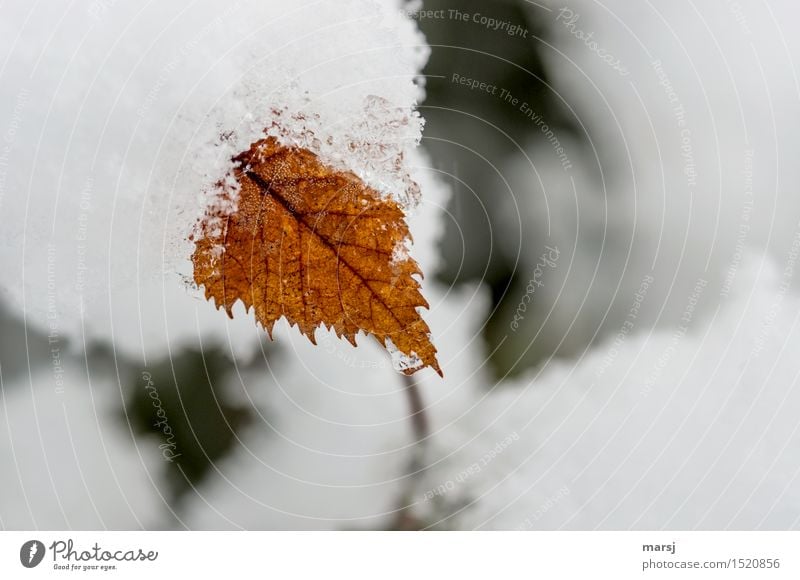 Im Würgegriff des Winters Natur Eis Frost Schnee Pflanze Blatt Birkenblätter natürlich Ende Tod kalt welk gezackt Farbfoto Gedeckte Farben Außenaufnahme