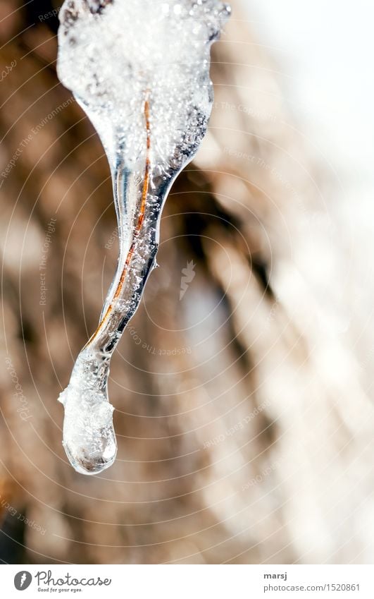 Kalt eingepackt Natur Winter Eis Frost Eiszapfen einfach kalt eingeschlossen ummantelt Luftblase krumm Vergänglichkeit kurzlebig Farbfoto Gedeckte Farben