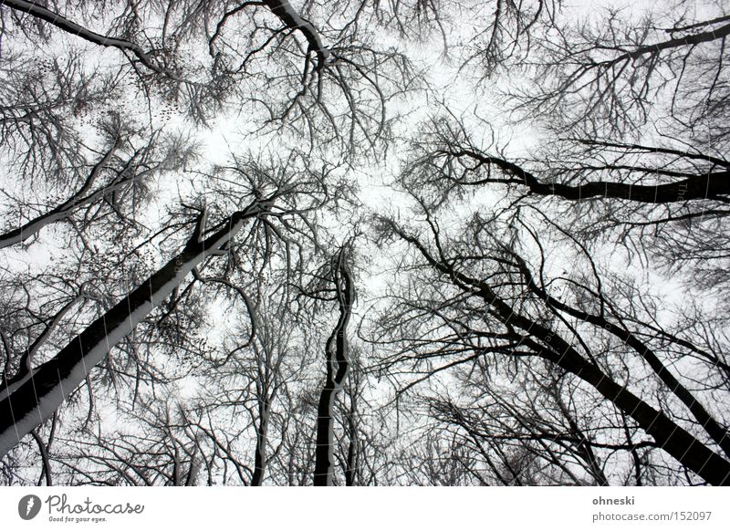 Winterwald Schnee Himmel Baum Wald grau weiß Labyrinth Ast Baumstamm Schwarzweißfoto Froschperspektive