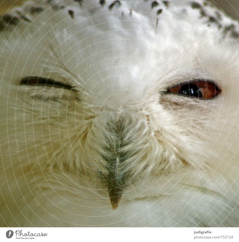 Räuber Schnee-Eule Eulenvögel Vogel Feder Schnabel Zwinkern Auge Greifvogel Blick Farbe
