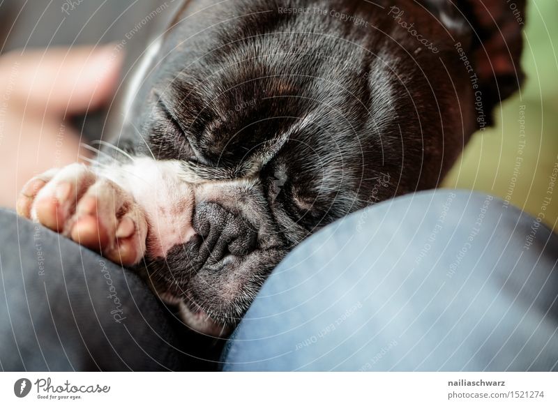Schlafender Boston Terrier Tier Haustier Hund 1 schlafen klein niedlich Müdigkeit boston terrier zweifarbig Reinrassig fina portrait Farbfoto Nahaufnahme Tag