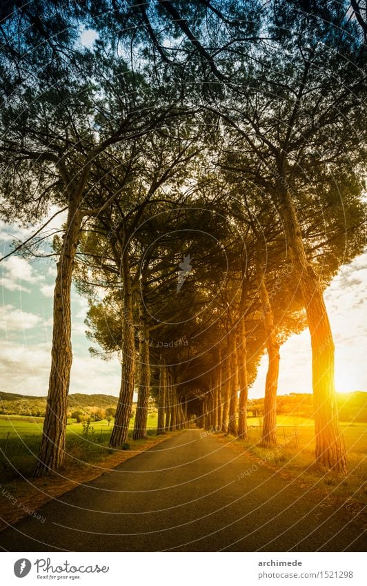 Straße in der Natur bei Sonnenuntergang schön Sommer Landschaft Pflanze Baum Wege & Pfade Unendlichkeit Landstraße vertikal majestätisch Toskana Zypresse